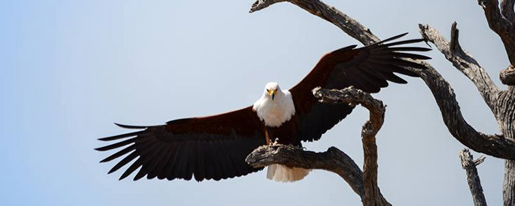 Hawk-South-Africa